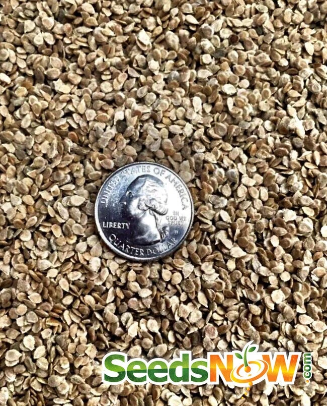 Tomato - Mortgage Lifter (Indeterminate) 9 Tomato - Mortgage Lifter (Indeterminate) - Image 7