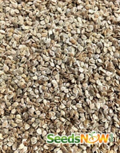 Tomato - Mortgage Lifter (Indeterminate) 17 Tomato - Mortgage Lifter (Indeterminate) -Speed now Tomato Mortgage Lifter seeds 4