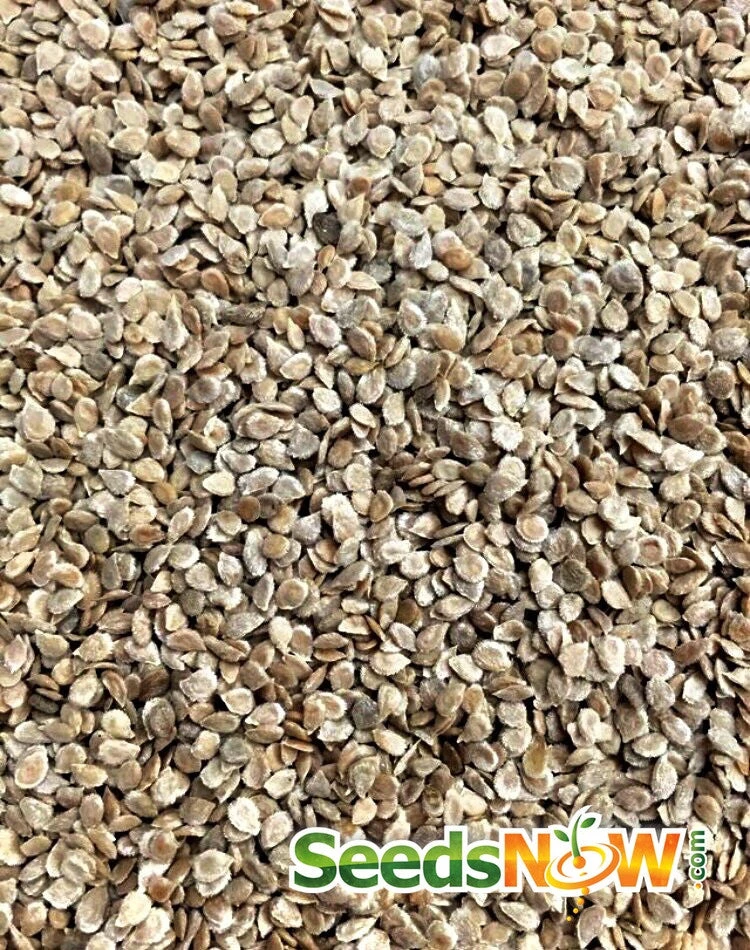 Tomato - Mortgage Lifter (Indeterminate) 10 Tomato - Mortgage Lifter (Indeterminate) - Image 8