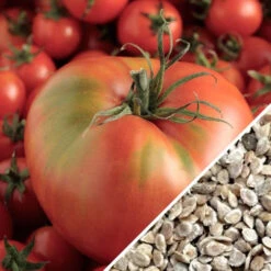 Tomato - Mortgage Lifter (Indeterminate) 15 Tomato - Mortgage Lifter (Indeterminate) -Speed now Tomato Mortgage Lifter seeds now