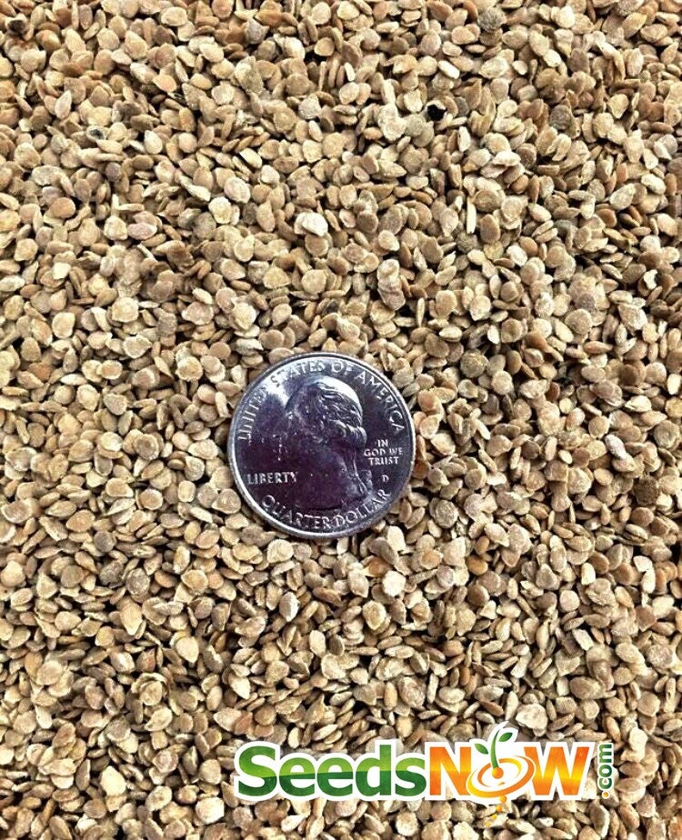 Tomato - Mr. Stripey (Indeterminate) 9 Tomato - Mr. Stripey (Indeterminate) - Image 7