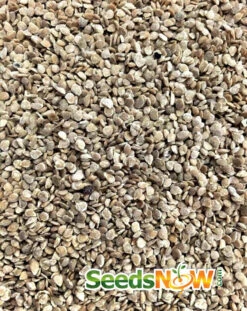 Tomato - Mr. Stripey (Indeterminate) 17 Tomato - Mr. Stripey (Indeterminate) -Speed now Tomato Mr. Stripey seeds 3