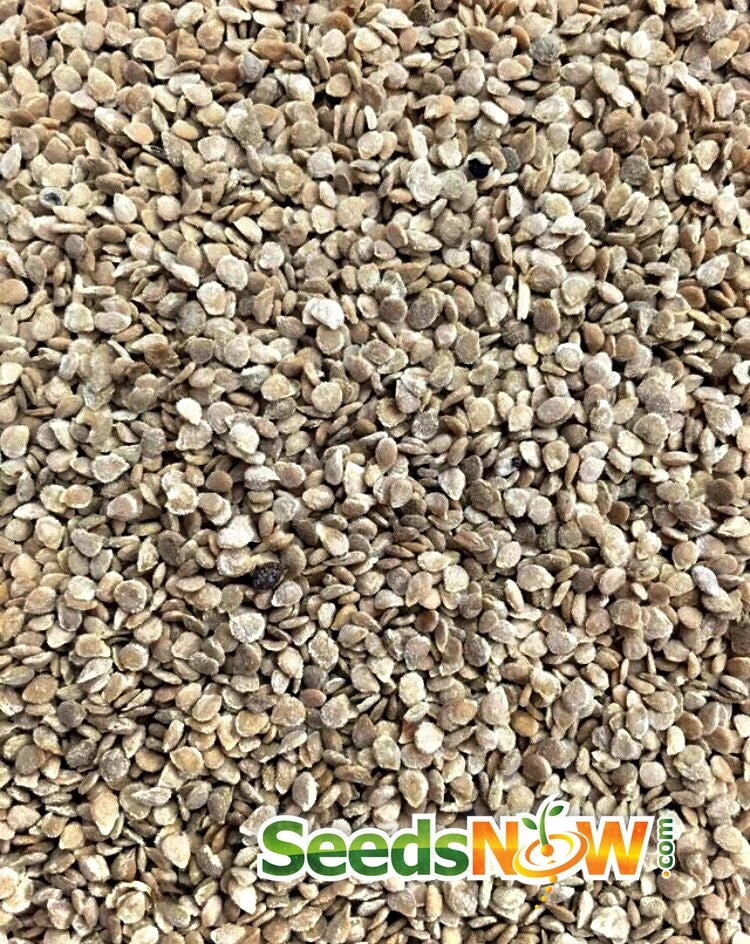 Tomato - Mr. Stripey (Indeterminate) 10 Tomato - Mr. Stripey (Indeterminate) - Image 8