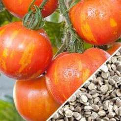 Tomato - Mr. Stripey (Indeterminate) 15 Tomato - Mr. Stripey (Indeterminate) -Speed now Tomato Mr. Stripey seeds now