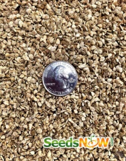 Tomato - Oxheart, Pink (Indeterminate) 15 Tomato - Oxheart, Pink (Indeterminate) -Speed now Tomato Oxheart Pink seeds 48f39f23 2fae 4c60 a90b 0c709357c677