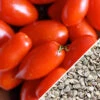Tomato - Rio Grande (Determinate) 2 Tomato - Rio Grande (Determinate) -Speed now Tomato Rio Grande seeds now
