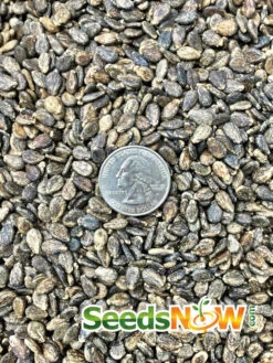 Watermelon - All Sweet -Speed now Watermelon All Sweet seeds 3