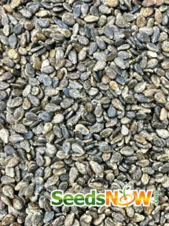 Watermelon - All Sweet -Speed now Watermelon All Sweet seeds 4