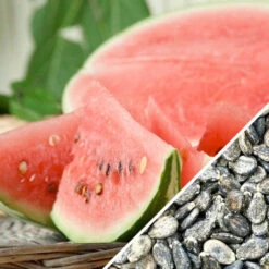 Watermelon - All Sweet -Speed now Watermelon All Sweet seeds now