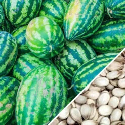 Watermelon - Congo -Speed now Watermelon Congo seeds