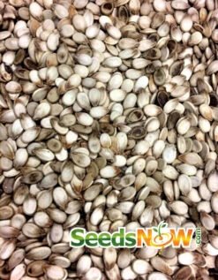 Watermelon - Congo -Speed now Watermelon Congo seeds 1