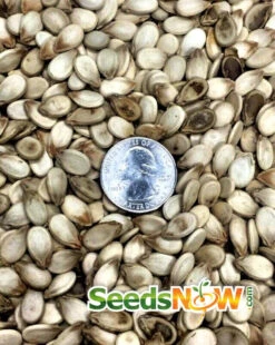 Watermelon - Congo -Speed now Watermelon Congo seeds 2