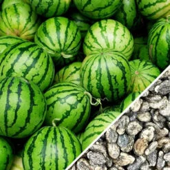 Watermelon - Crimson Sweet -Speed now Watermelon Crimson Sweet seeds