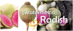 Radish - Watermelon -Speed now Watermelon Radish