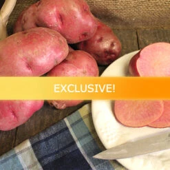 Potato (Mid-Season) - All Red (Organic/Heirloom)