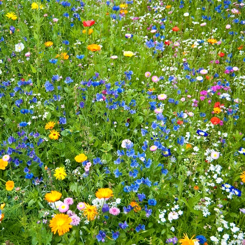 Wildflowers - All Annual Scatter Garden Seed Mix 3 Wildflowers - All Annual Scatter Garden Seed Mix