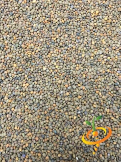 Arugula - Roquette (Rocket) -Speed now arugula 2