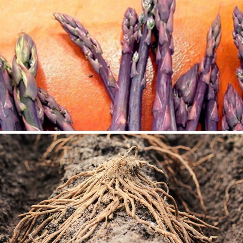 Asparagus (Crowns/Roots) - Purple Passion (Organic) 3 Asparagus (Crowns/Roots) - Purple Passion (Organic)