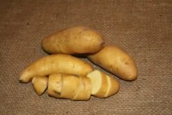 Potato, Fingerling (Late-Season) - Austrian Crescent (Organic/Heirloom) -Speed now austrian cres 3