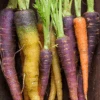 Carrot - Heritage Rainbow Blend -Speed now blend rainbow carrots