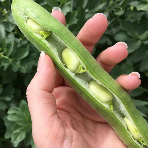 Bean, Fava/Broad - Aguadulce 3 Bean, Fava/Broad - Aguadulce