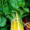 Swiss Chard - Canary Yellow -Speed now canary yellow chard