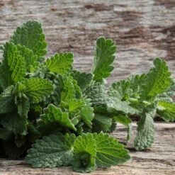 All-in-One Mosquito Repellent Garden Variety Pack 32 All-in-One Mosquito Repellent Garden Variety Pack -Speed now catnip seeds 243865f9 70cc 4de5 a088 14671cdf9985