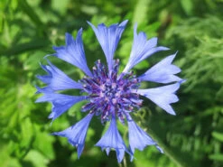 Wildflowers - Blues Brothers Seed Mix -Speed now centaurea cyanus 855443 1280
