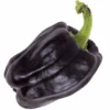 Pepper (Sweet) - Chocolate Bell 1 Pepper (Sweet) - Chocolate Bell -Speed now chocolate bell pepper seeds