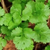 Cilantro/Coriander, Slow-Bolt (splits) 1 Cilantro/Coriander, Slow-Bolt (splits) -Speed now cilantro seeds 800x e925d560 1772 4e41 97d0 65b10ec7cd78