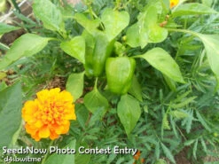 Marigold - Crackerjack Mix 11 Marigold - Crackerjack Mix -Speed now d4sbwitme