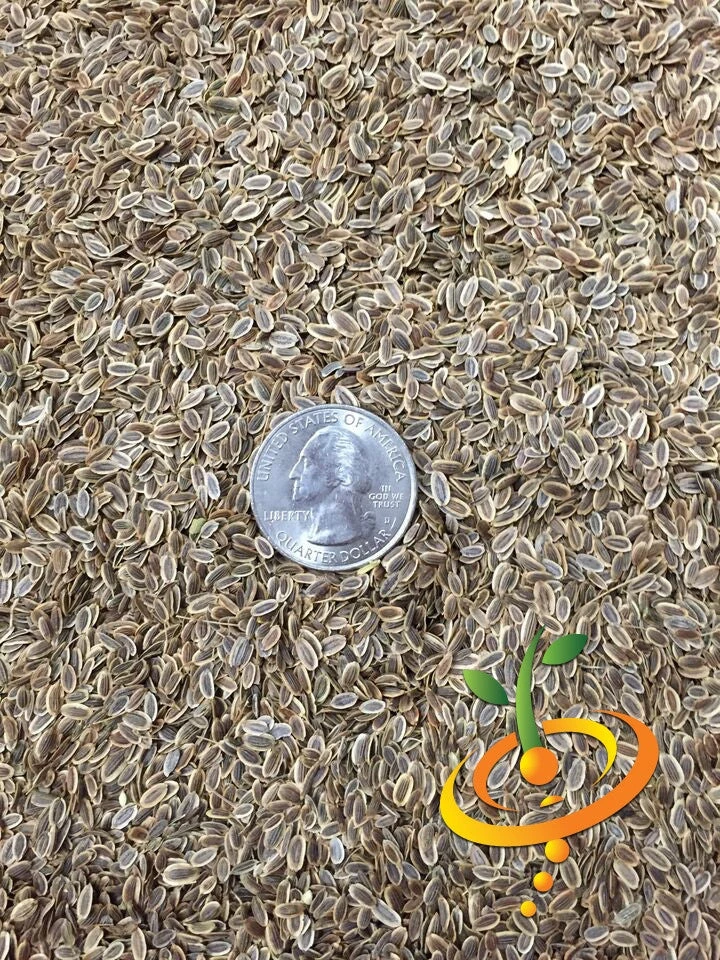 Dill - Bouquet 6 Dill - Bouquet - Image 4