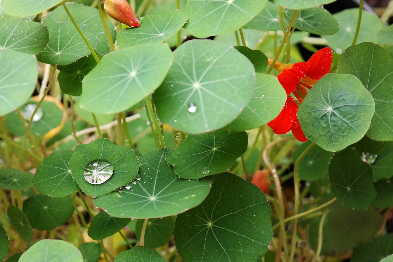 Nasturtium - Dwarf Jewel Mix 9 Nasturtium - Dwarf Jewel Mix - Image 7