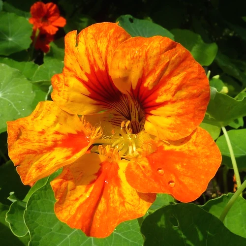 Nasturtium - Dwarf Jewel Mix 3 Nasturtium - Dwarf Jewel Mix
