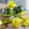 Flowers - Evening Primrose (King’s Cure-All) -Speed now eveningprimrose