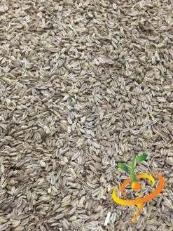 Fennel 22 Fennel -Speed now fennel 2