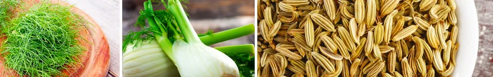 Fennel 13 Fennel - Image 11