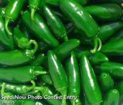 Pepper (Hot) - Jalapeño, Green 🔥🔥 20 Pepper (Hot) - Jalapeño, Green 🔥🔥 -Speed now fmei75 copy 5 600x 0bd144e7 6cce 4977 86e7 3589c61ecc57