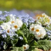 Wildflowers - Fragrant Flower Scatter Garden Seed Mix
