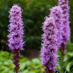 Flowers - Blazing Star (Gayfeather)