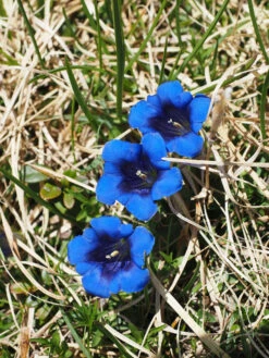 Wildflowers - Blues Brothers Seed Mix -Speed now gentian 505887 1280