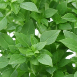 Basil, Greek