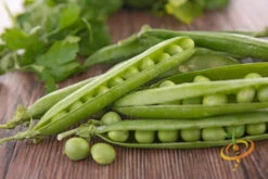 Pea - Green Arrow 6 Pea - Green Arrow -Speed now greenarrowpeas2