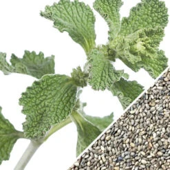 Horehound -Speed now horehound