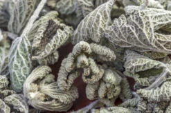 Horehound -Speed now horehound seeds