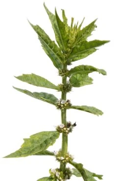 Horehound -Speed now horehound seeds 3