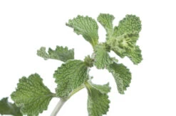 Horehound -Speed now horehound seeds 4