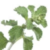Horehound 1 Horehound -Speed now horehound seeds 4 1000x efaef840 914f 4c9f 94a6 b6f80028f4ad