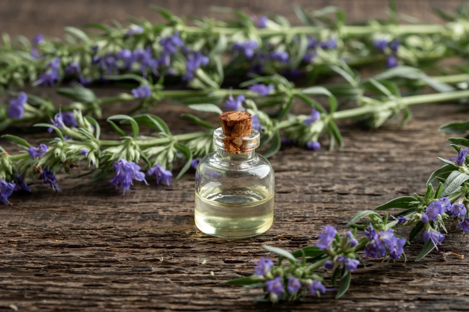 Hyssop 4 Hyssop - Image 2