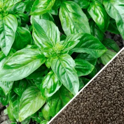 Front Page 14 Front Page -Speed now italian large leaf basil seeds